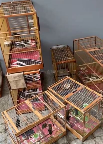 Operação “Gaiola Vazia” prende quatro pessoas por tráfico de aves silvestres em Joinville